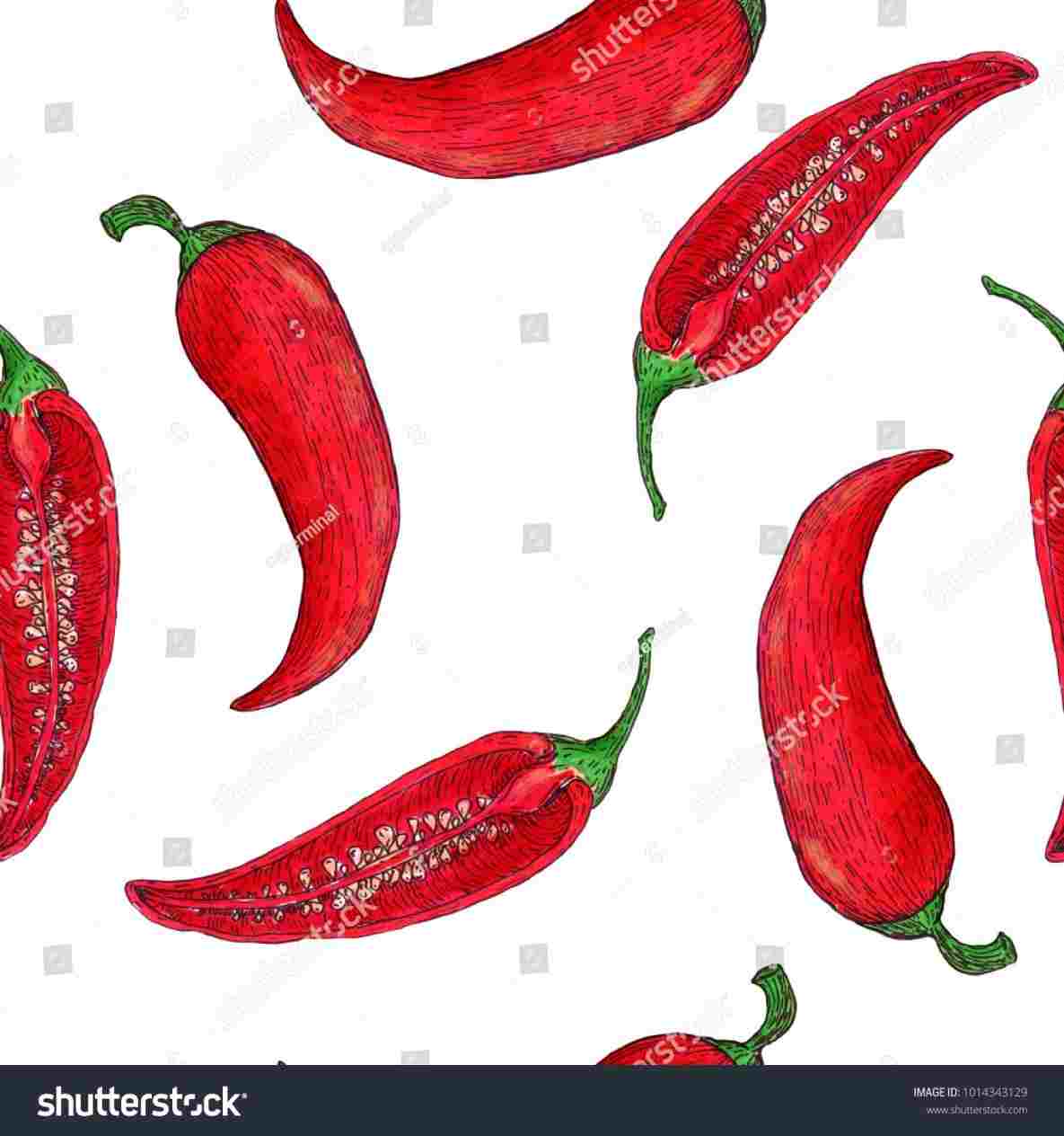 Chili Pepper Drawing at PaintingValley.com | Explore collection of ...