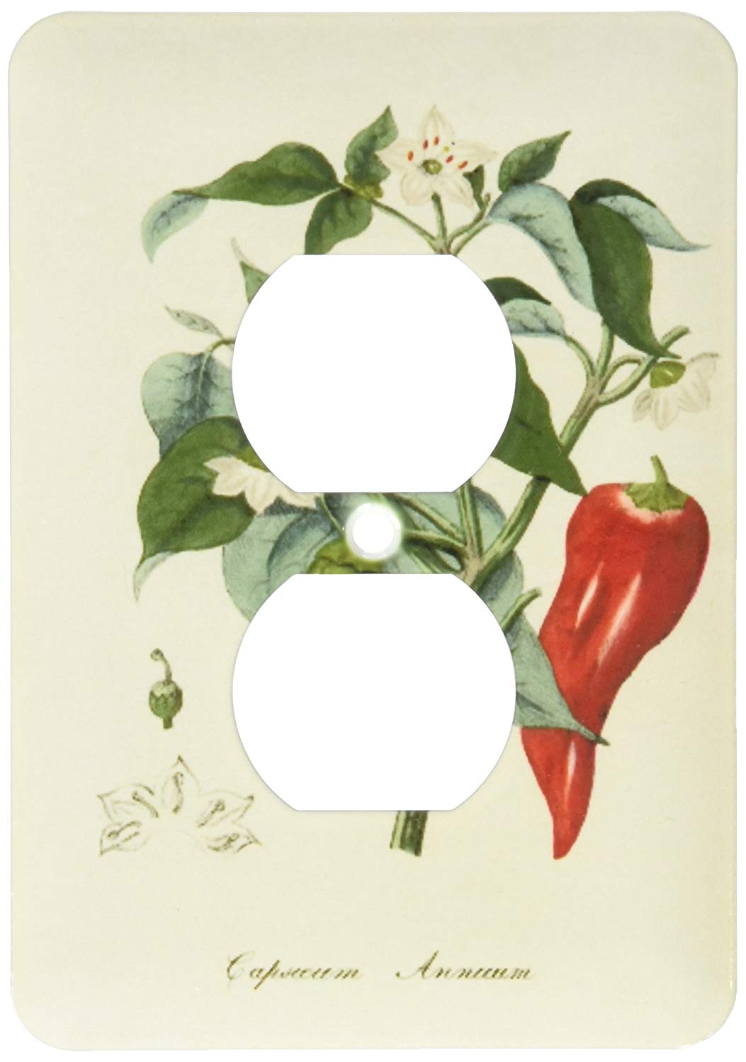 1053x1500 lsp image of vintage drawing of chili pepper - Chili Pepper Drawing