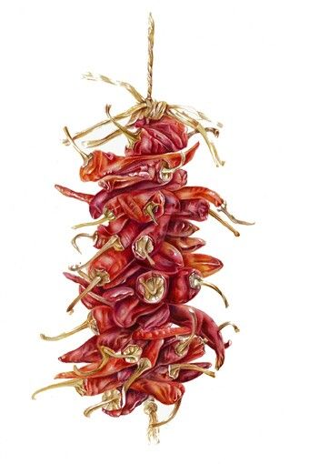 340x510 detailed chilli drawing packaging vegetable drawing, vegetable - Chilli Drawing