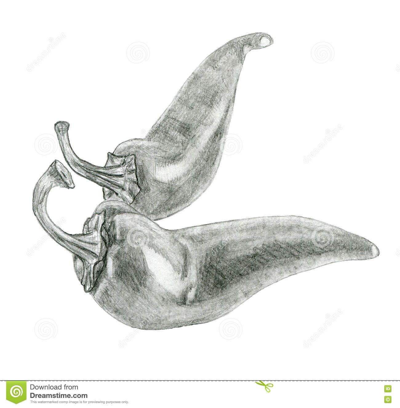 1300x1327 image result for pencil drawing of chillies designs drawings - Chilli Drawing