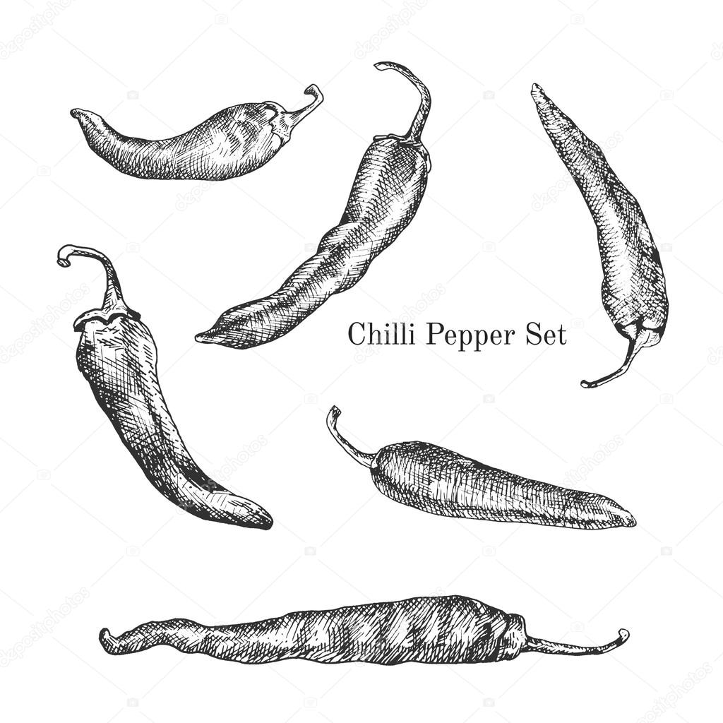 Chilli Drawing at Explore collection of Chilli Drawing