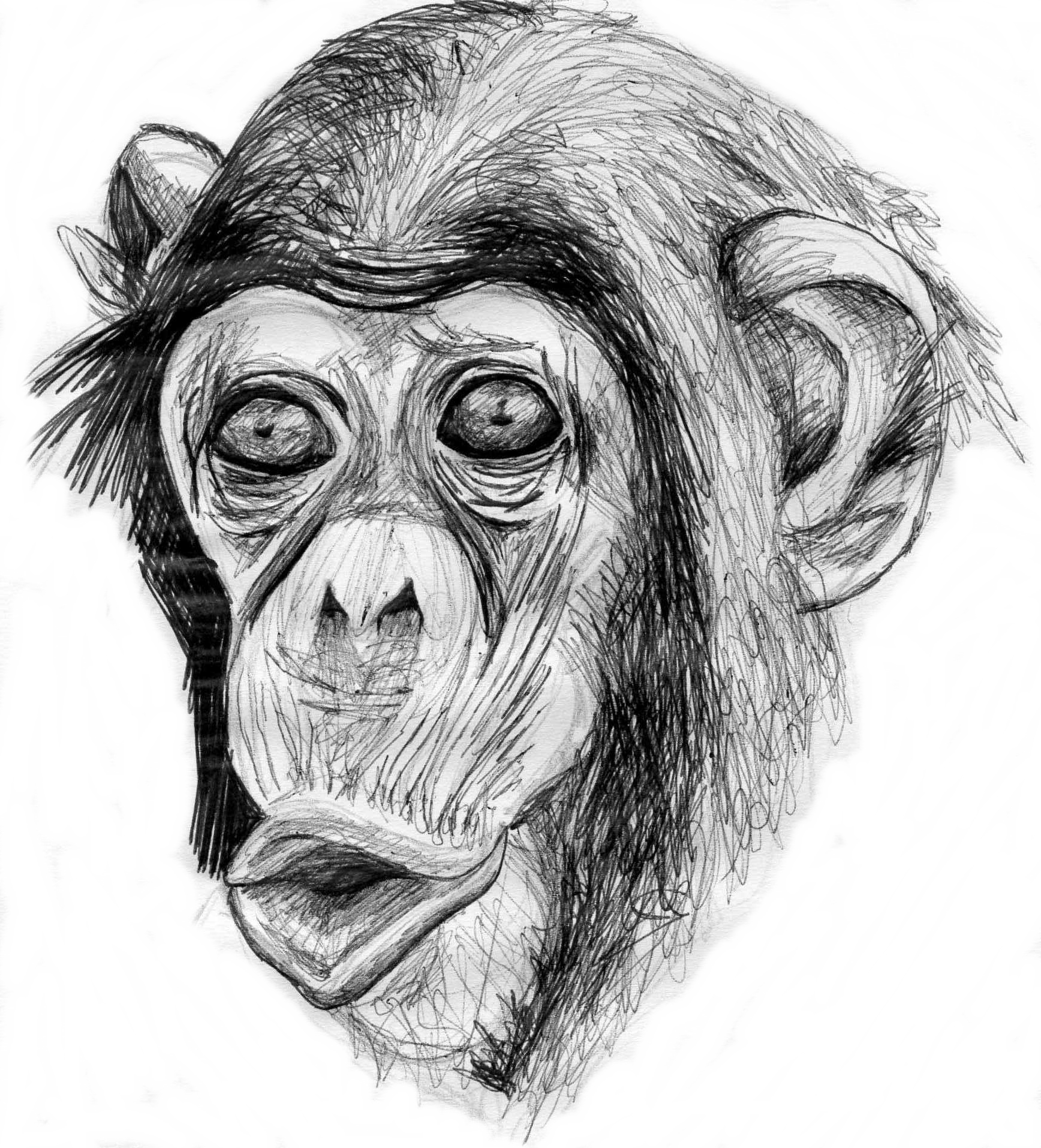 Рисунок макаки. Обезьяна рисунок. Обезьяна карандашом. Рисунок обезьяны карандашом для срисовки. Обезьянка рисунок карандашом.