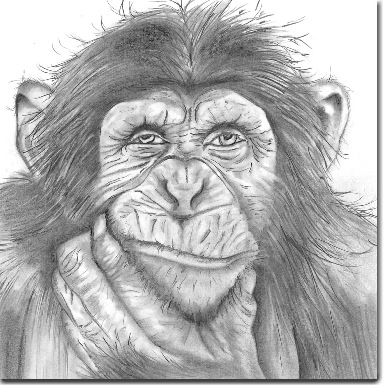 Chimp Drawing at Explore collection of Chimp Drawing