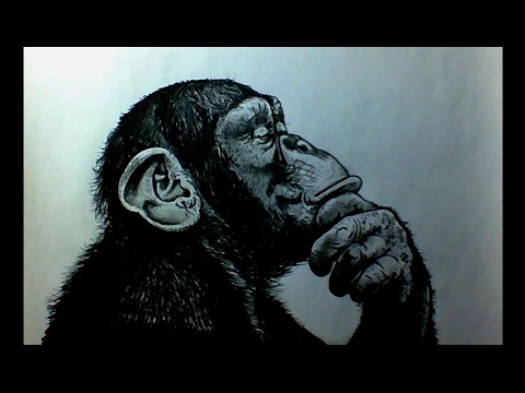 480x360 How To Draw A Chimpanzee - Chimp Drawing
