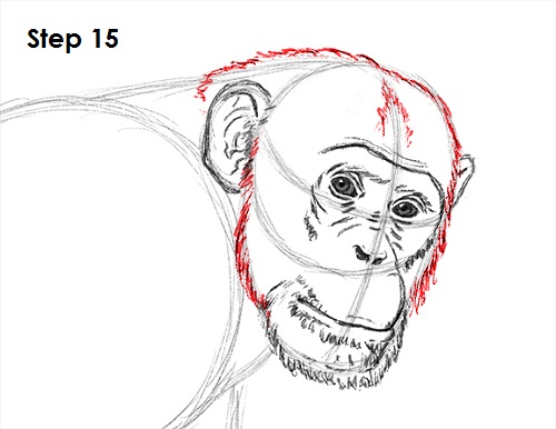 500x386 How To Draw A Chimpanzee - Chimp Drawing