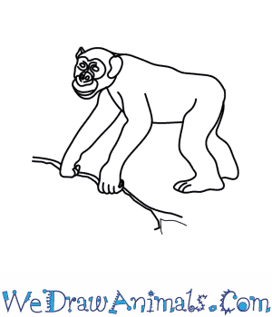 300x350 How To Draw A Chimpanzee - Chimp Drawing