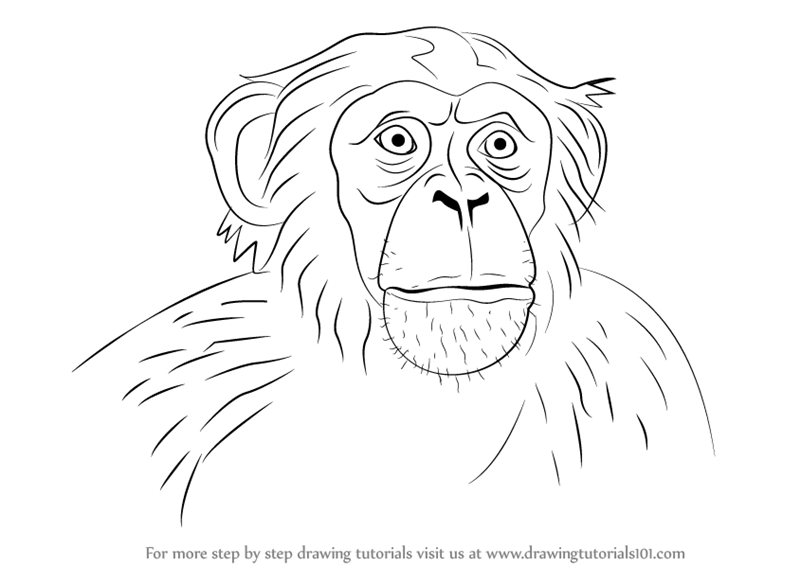 800x566 Learn How To Draw Chimpanzee Face - Chimp Drawing