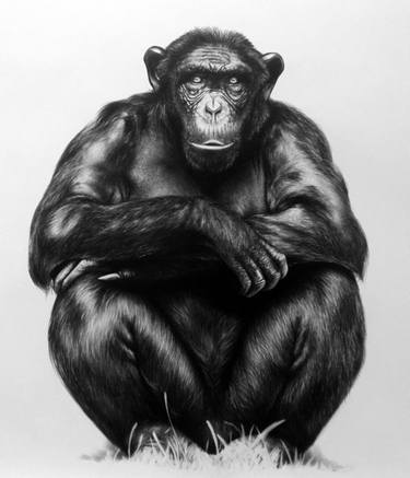 375x437 Life Size Chimp Drawing - Chimp Drawing
