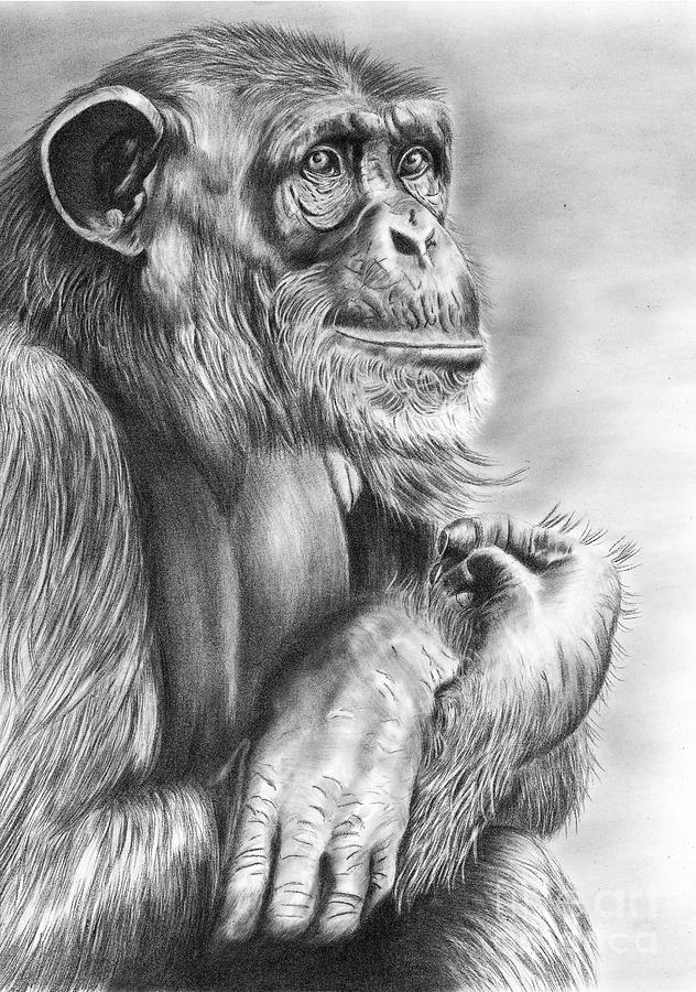 632x900 Thinking Chimp Drawing - Chimp Drawing