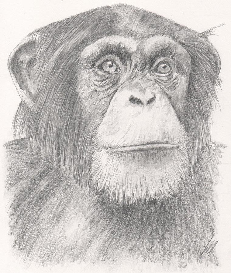 760x900 chimpanzee drawing - Chimpanzee Drawing