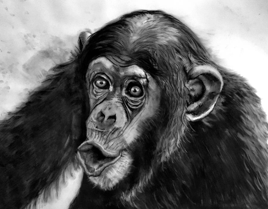 Chimpanzee Drawing at PaintingValley.com | Explore collection of ...