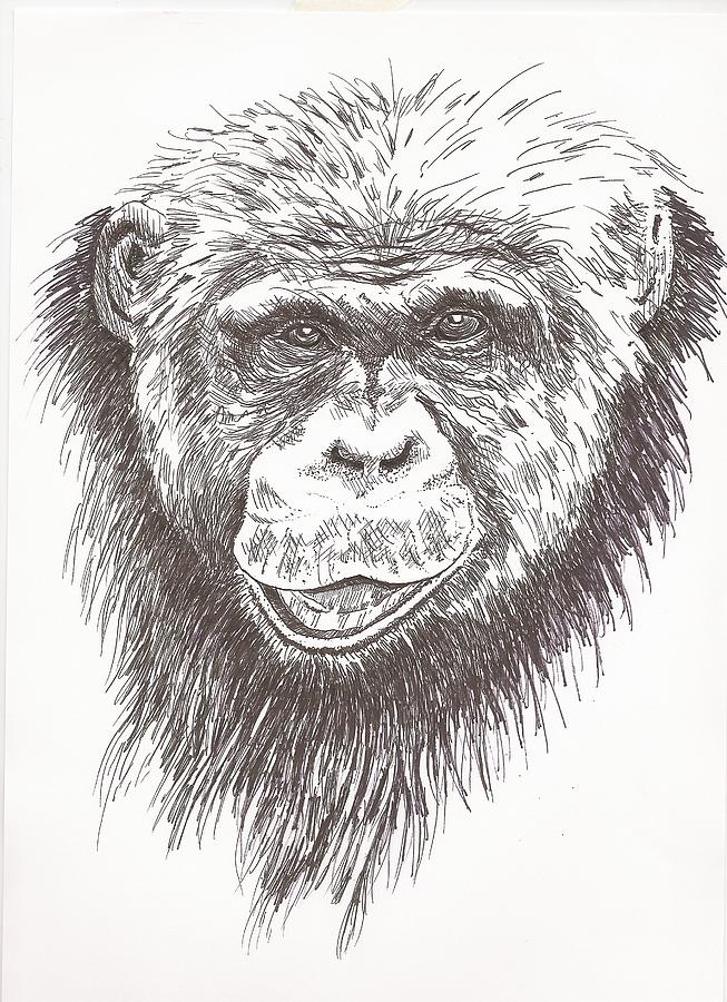 653x900 chimpanzee drawing - Chimpanzee Drawing
