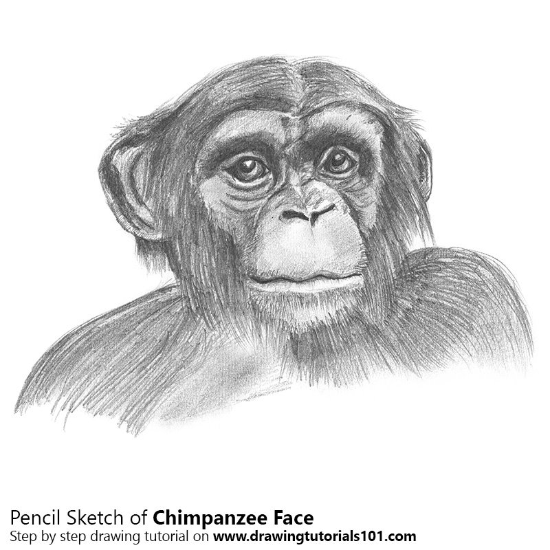 800x800 chimpanzee face pencil drawing - Chimpanzee Drawing