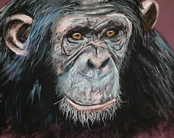 340x270 chimpanzee drawing etsy - Chimpanzee Drawing