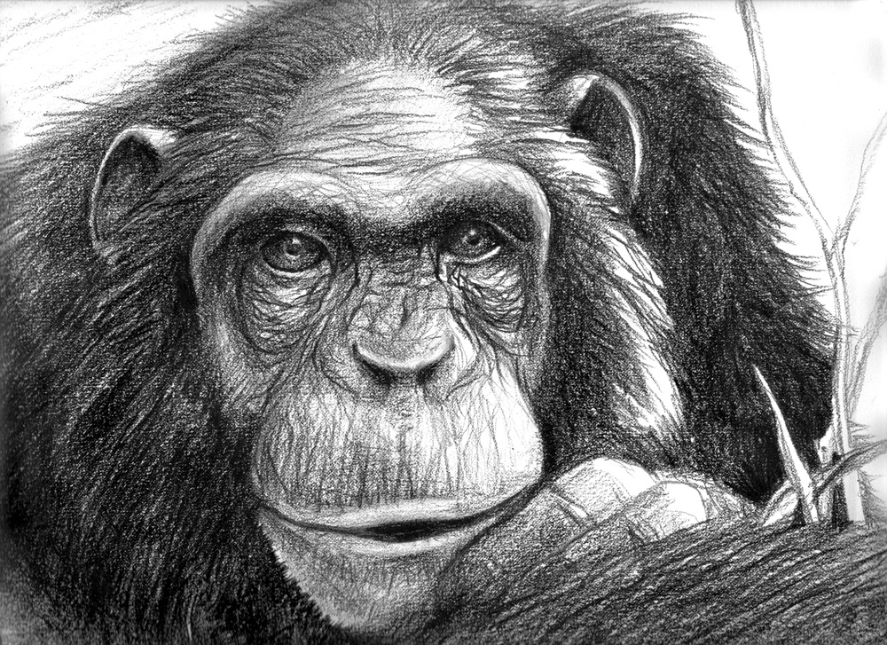 Newest For Sketch Chimpanzee Face Drawing | Pink Gun Club