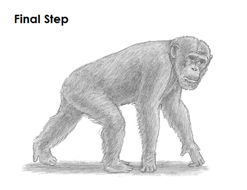 500x386 how to draw a chimpanzee - Chimpanzee Drawing