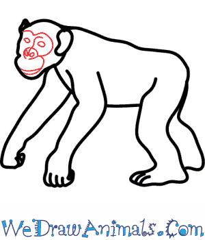 300x350 how to draw a chimpanzee - Chimpanzee Drawing