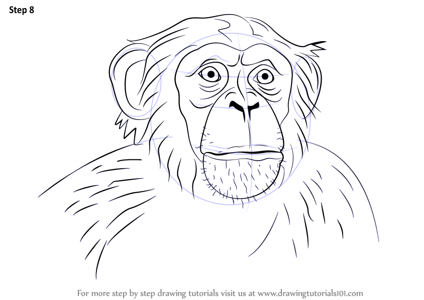 844x598 learn how to draw chimpanzee face - Chimpanzee Drawing