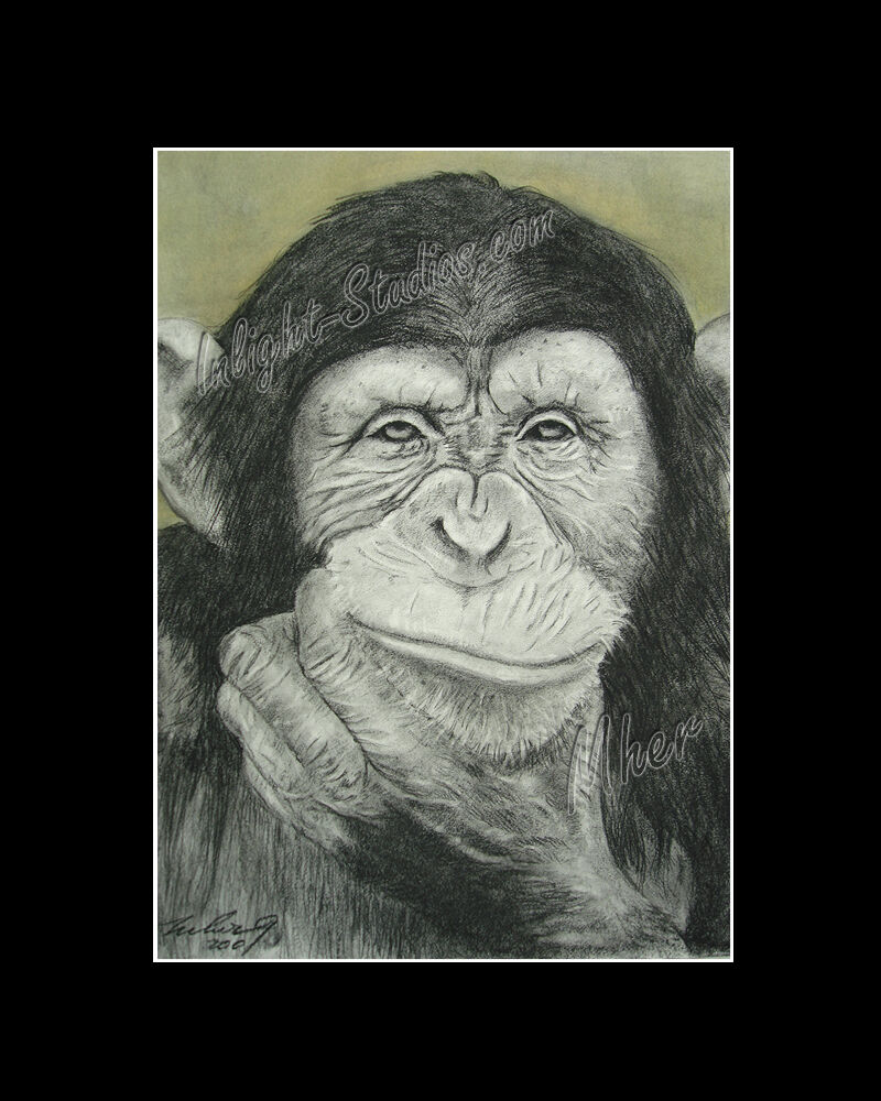 800x1000 monkey chimpanzee the deep thinker drawing from artist art image - Chimpanzee Drawing