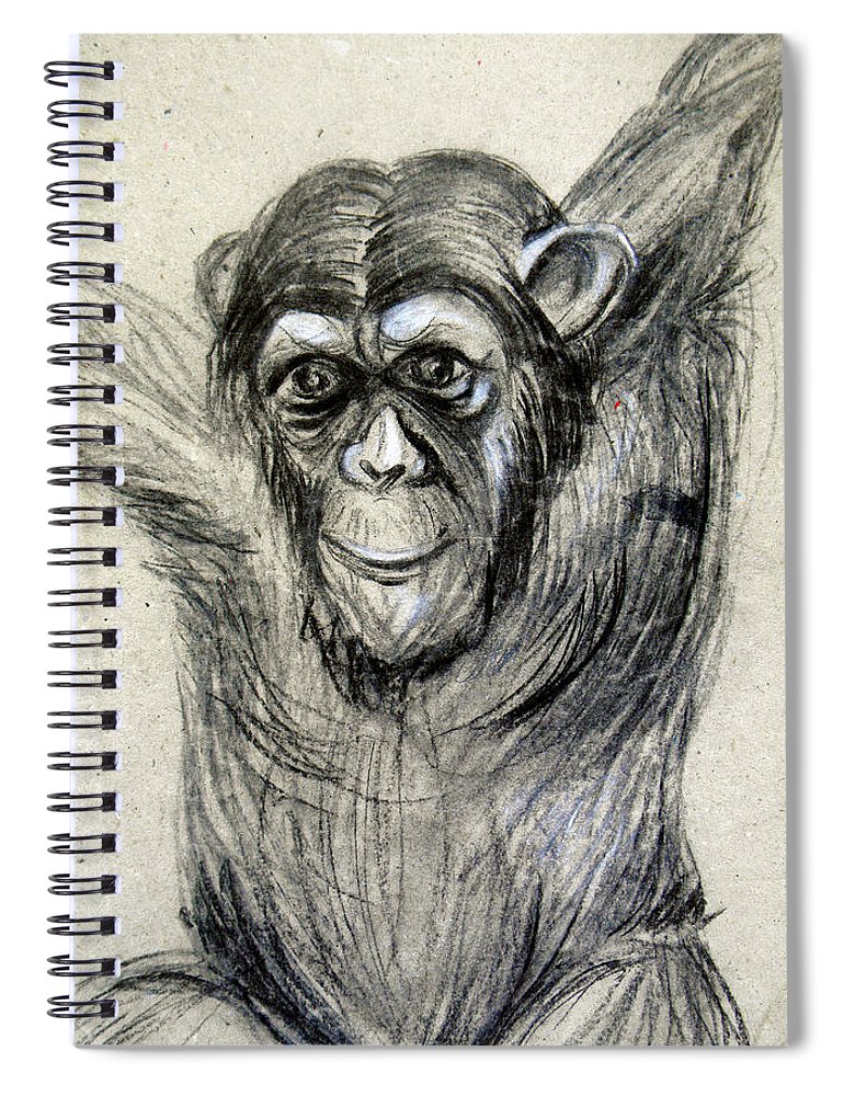 770x1000 one of a kind original chimpanzee monkey drawing study made - Chimpanzee Drawing