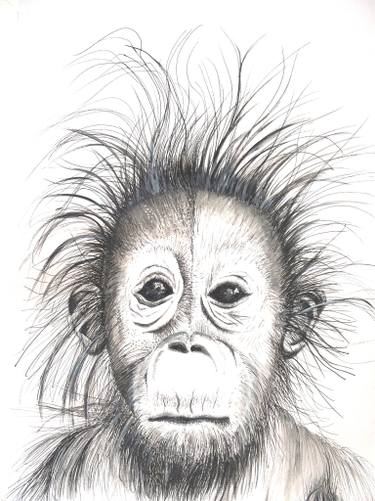 375x501 orlando drawing - Chimpanzee Drawing