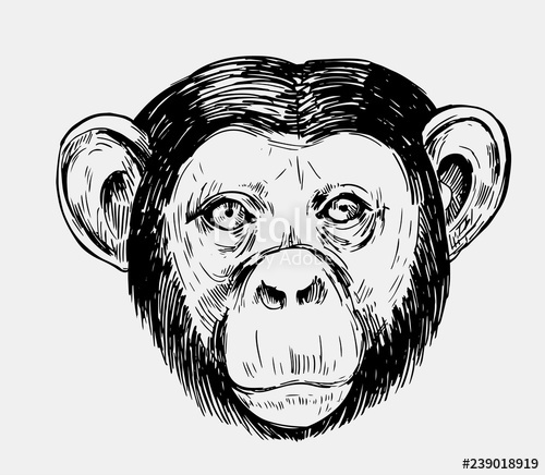 500x436 sketch of a monkey head chimpanzee hand drawn sketch converted - Chimpanzee Drawing