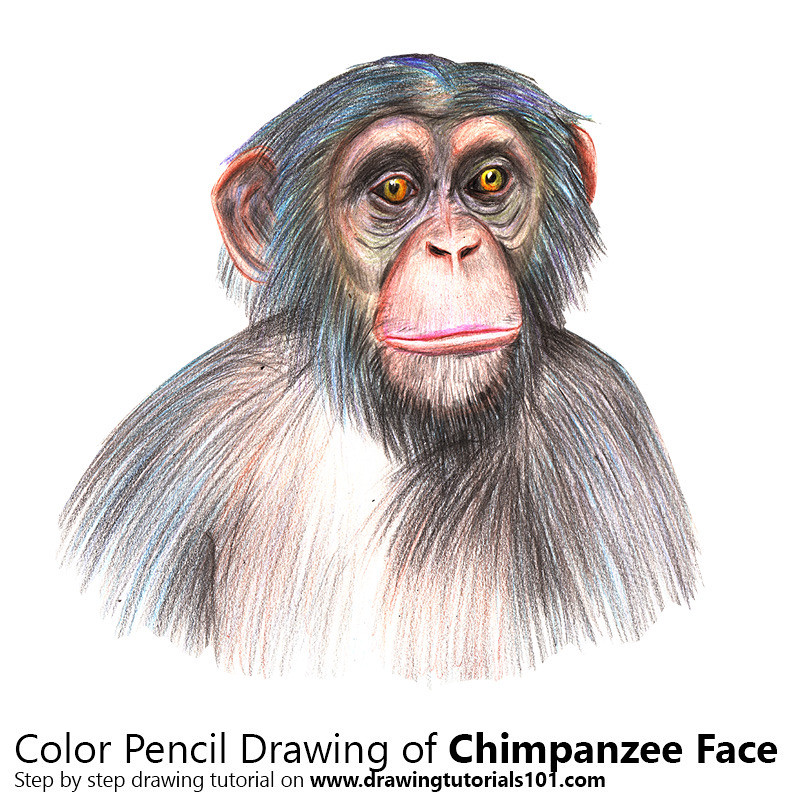 800x800 the world's best photos of chimpanzee and drawing - Chimpanzee Drawing