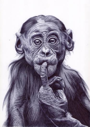375x527 a curious chimpanzee drawing - Chimpanzee Drawing