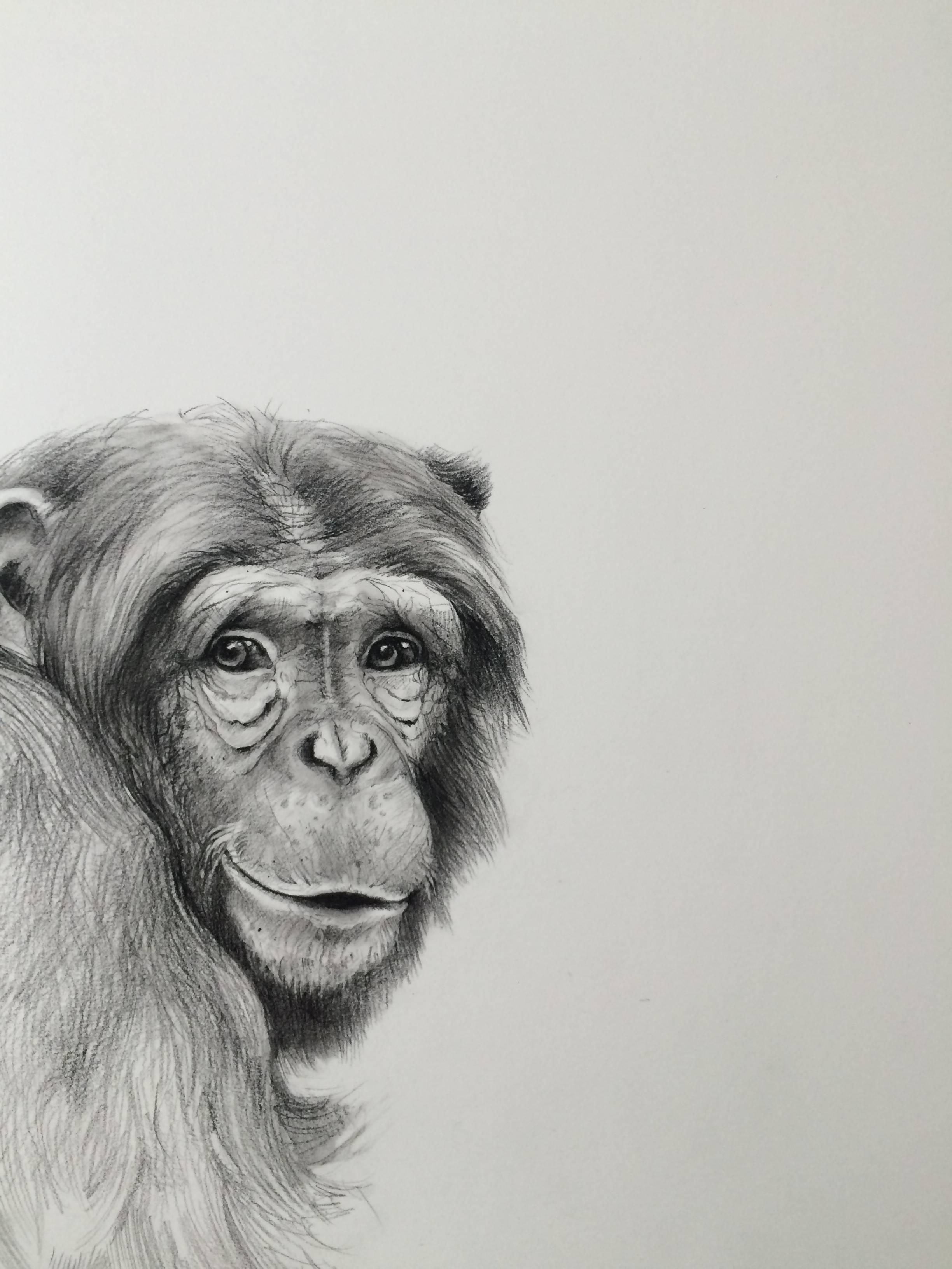 2448x3264 adonna khare - Chimpanzee Drawing