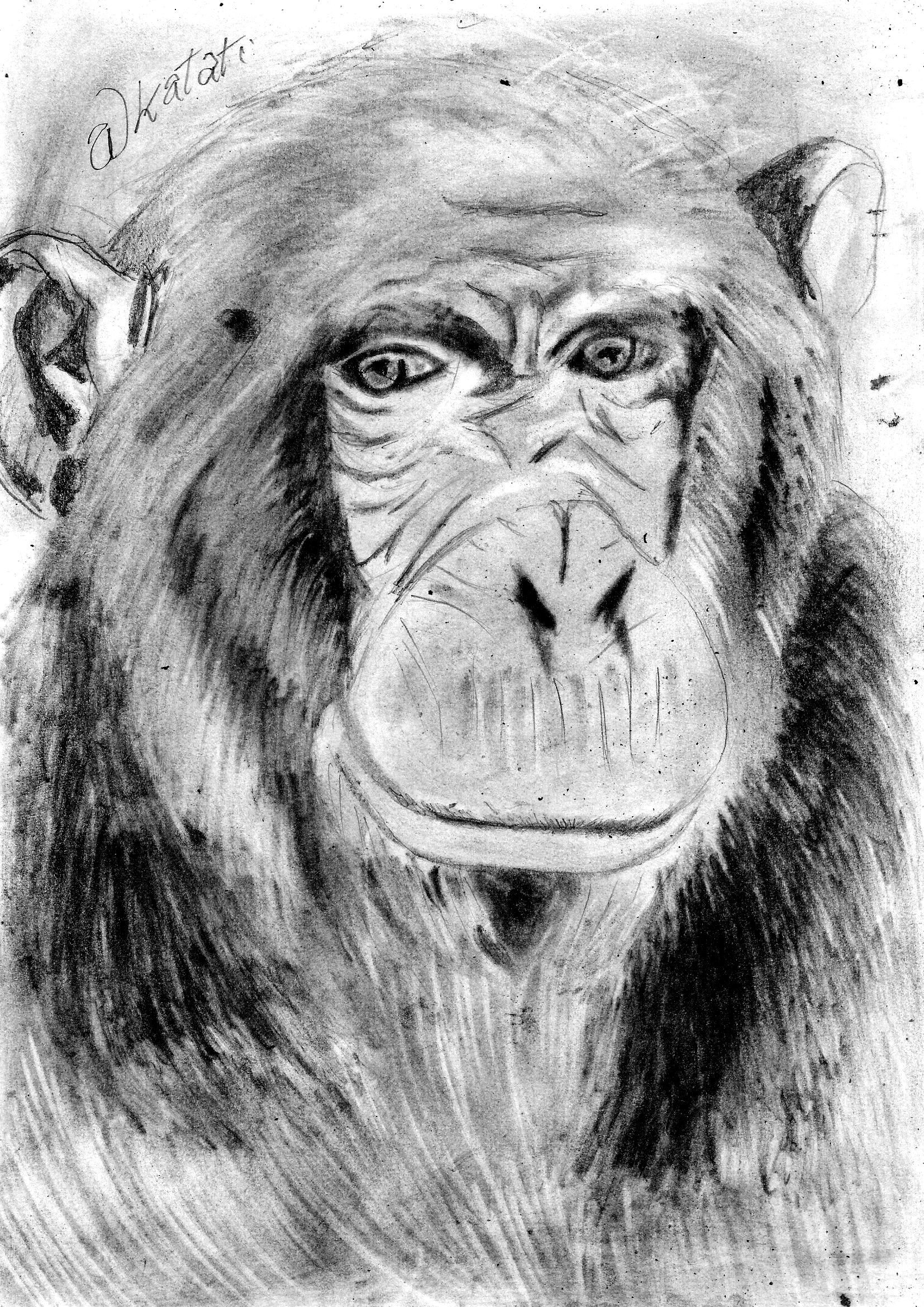 1654x2338 chimpanzee - Chimpanzee Drawing