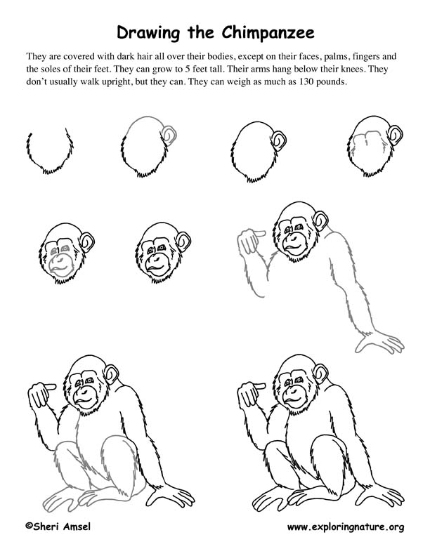 How To Draw A Chimpanzee Step By Step alter playground