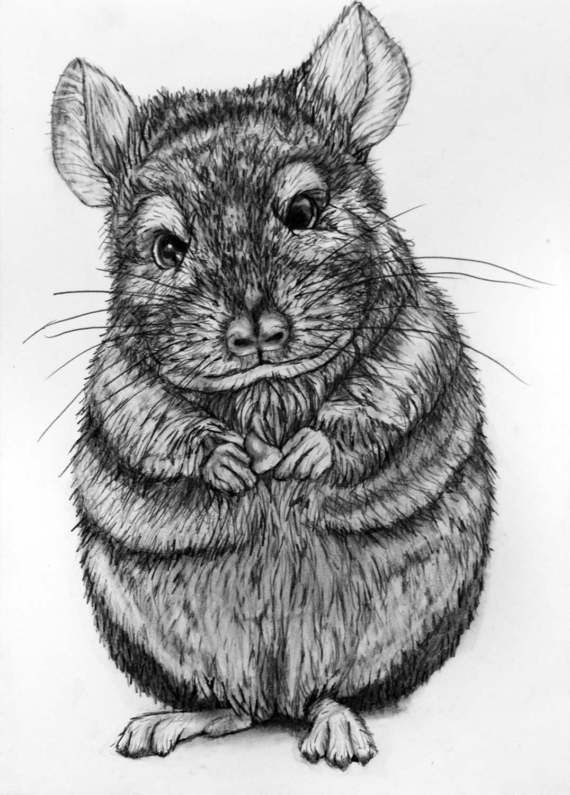 570x795 Chinchilla Pencil Drawing Original - Chinchilla Drawing