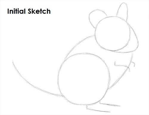 500x386 How To Draw A Chinchilla - Chinchilla Drawing
