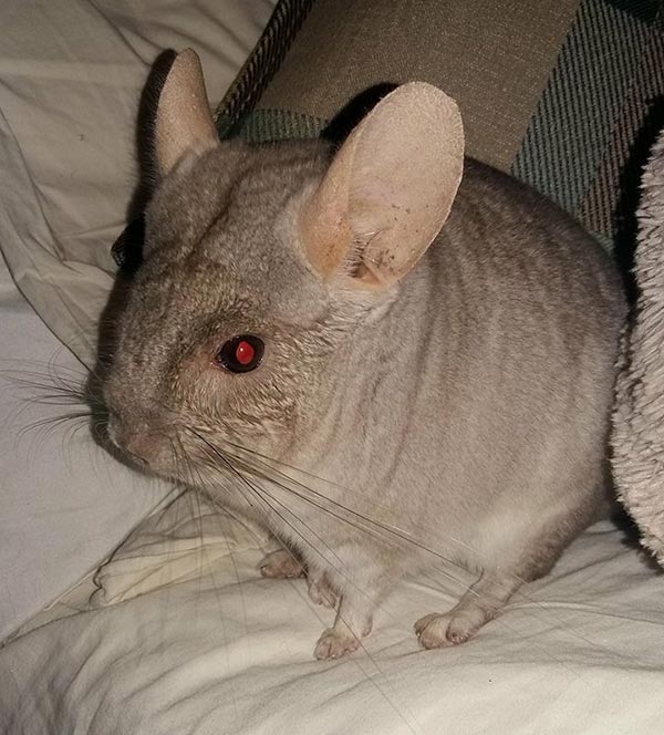 600x664 a request for a chinchilla drawing - Chinchilla Drawing