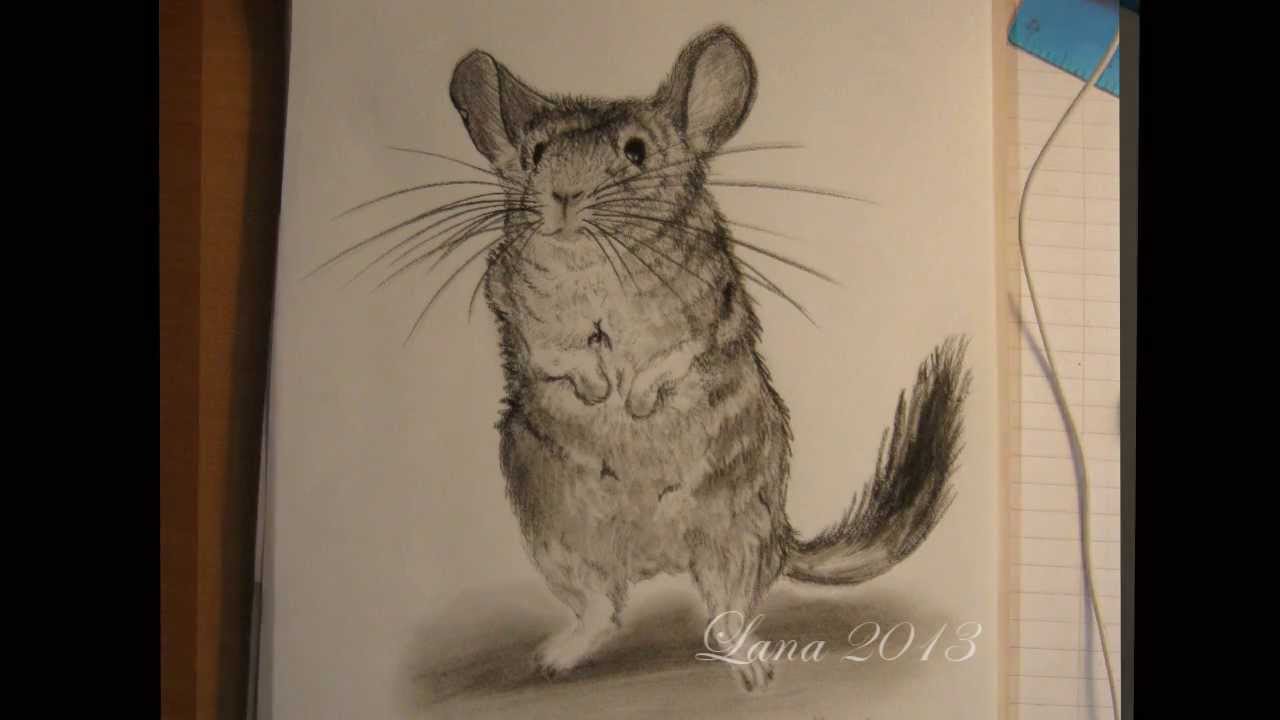 1280x720 How To Draw Chinchilla - Chinchilla Drawing