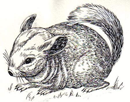 450x354 Pack Of Square Gloss Stickers Line Drawing Chinchilla - Chinchilla Drawing