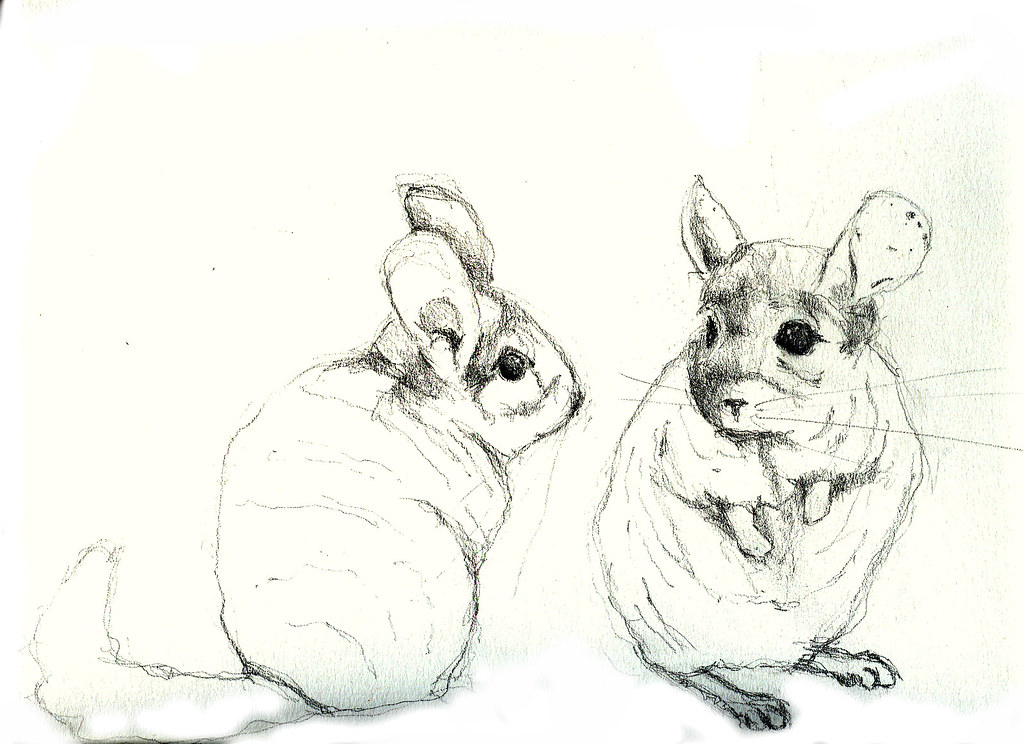 1024x744 The World's Newest Photos Of Chinchilla And Drawing - Chinchilla Drawing