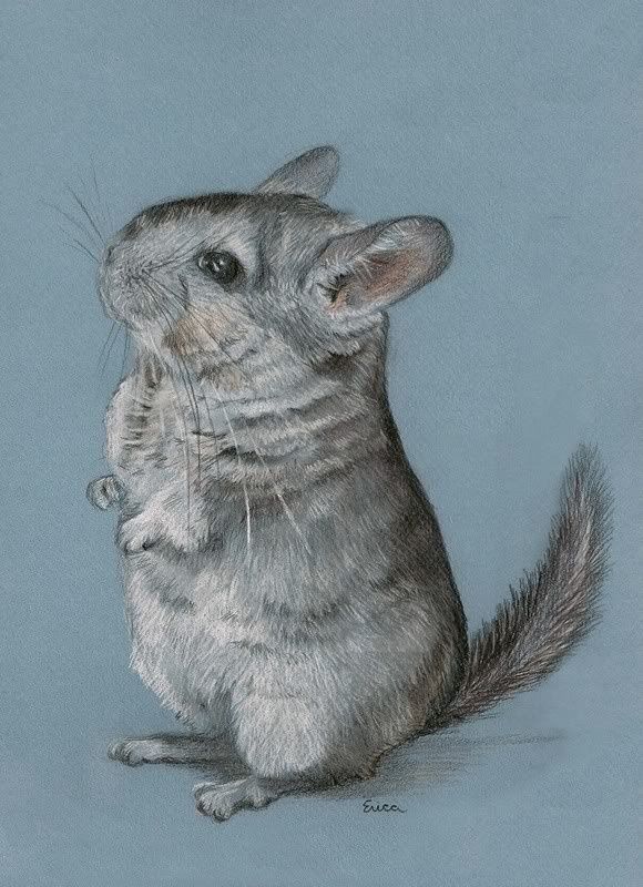 580x800 Amazing Chinchilla Drawing Chinchillas Chinchilla, Cute - Chinchilla Drawing