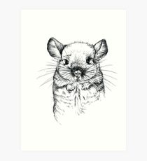 210x230 Chinchilla Drawing Art Prints Redbubble - Chinchilla Drawing