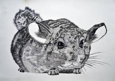 375x265 Chinchilla Drawing - Chinchilla Drawing