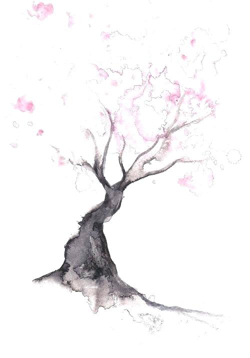 500x716 Cherry Blossom Tree Drawing How To Draw Cherry Blossoms Draw - Chinese Cherry Blossom Drawing