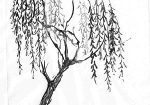 300x210 Cherry Blossom Tree Drawing Of Cherry Blossom Trees Chinese - Chinese Cherry Blossom Drawing