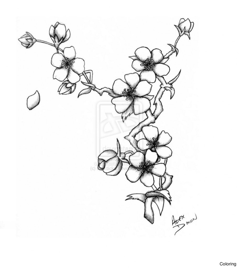 913x1024 Chinese Drawing Cherry Blossom For Free Download - Chinese Cherry Blossom Drawing
