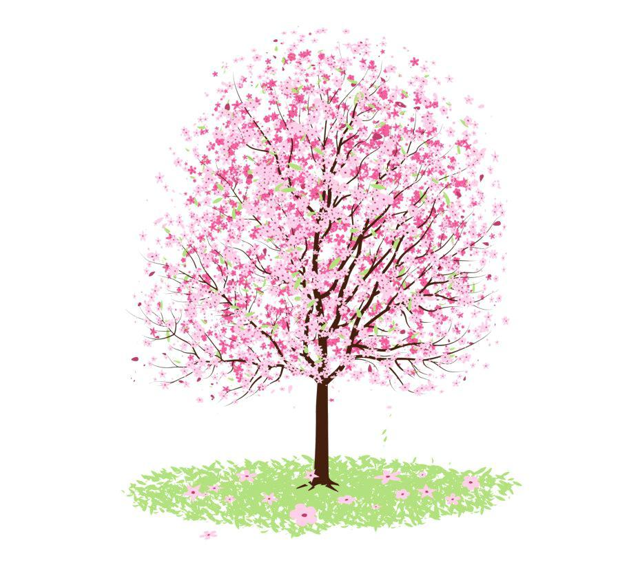 900x840 Chinese Cherry Blossoms Step - Chinese Cherry Blossom Drawing
