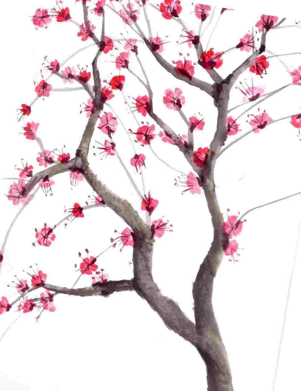 Chinese Cherry Blossom Drawing at PaintingValley.com | Explore ...