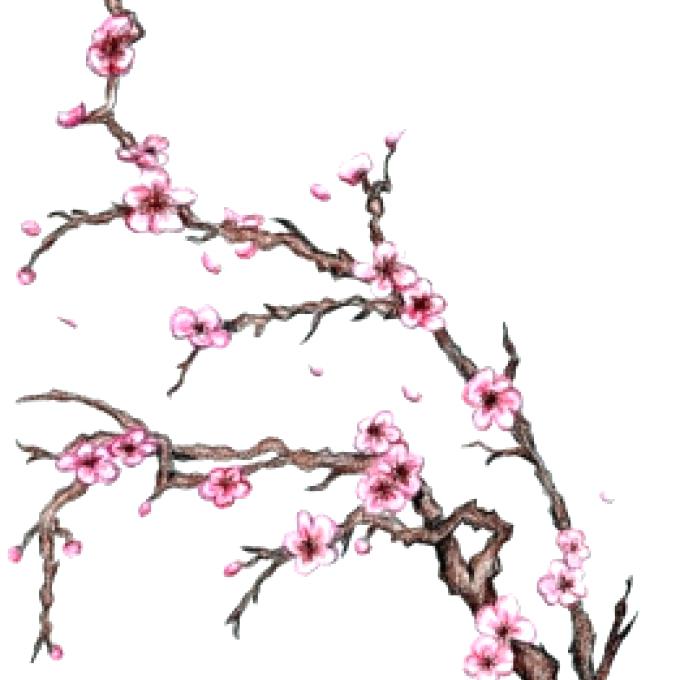 680x680 cherry blossom draw cherry blossom tree drawing how to draw cherry - Chinese Cherry Blossom Drawing