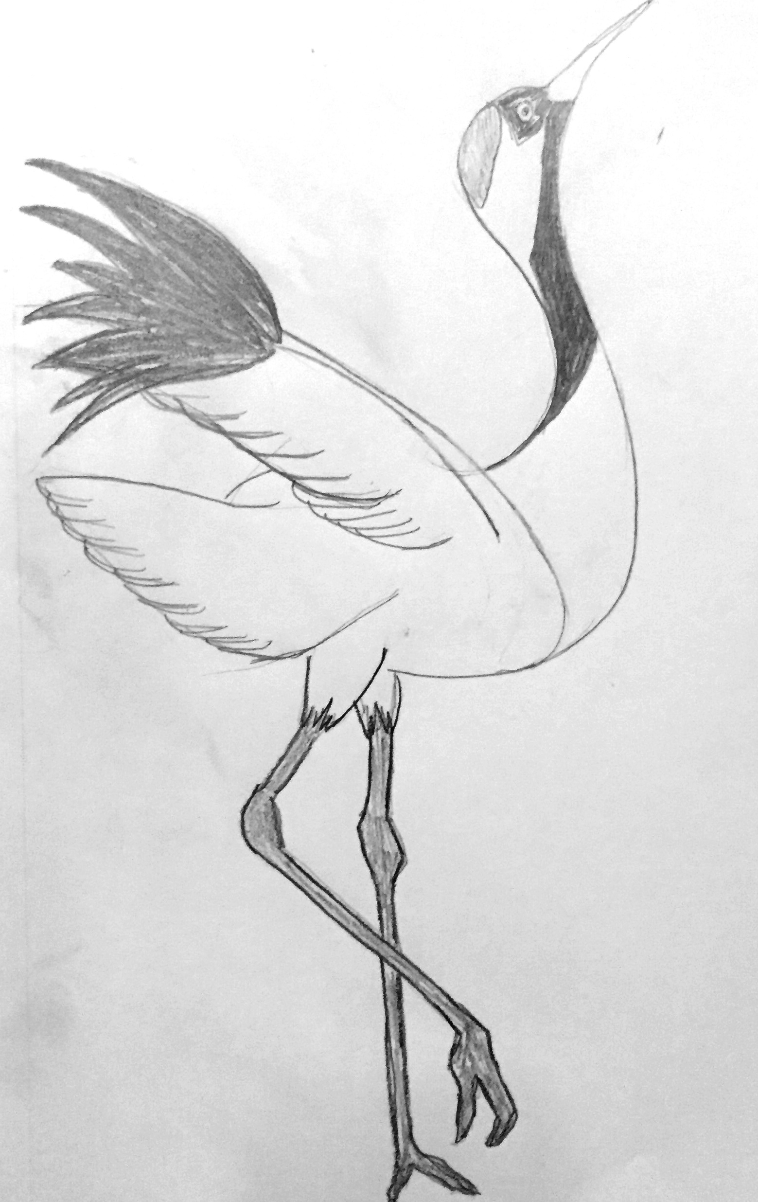 1559x2471 Erica Myers - Chinese Crane Drawing