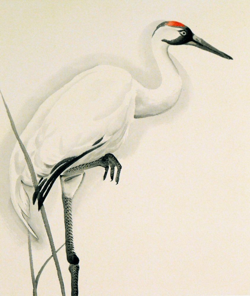 844x1000 Cathptoject In Crane Tattoo, Crane - Chinese Crane Drawing