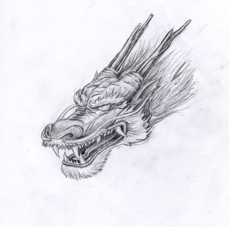 Chinese Dragon Head Drawing at Explore collection
