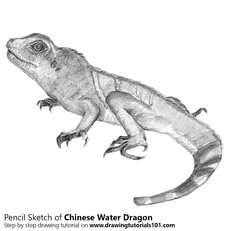 800x800 Chinese Water Dragon Pencil Drawing - Chinese Dragon Pencil Drawings